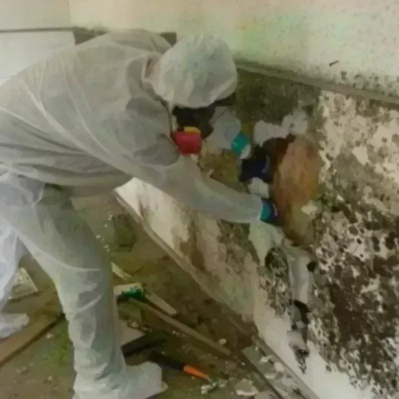 Mold Remediation and Removal in Pleasant View, UT